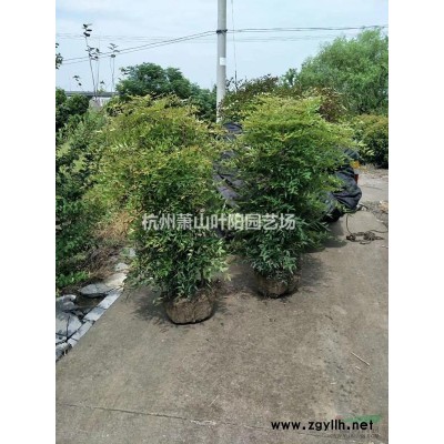 精品金姬小蜡球 柱子 造型树