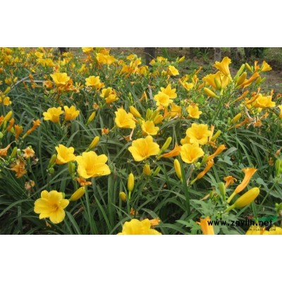 浙江木芙蓉介绍