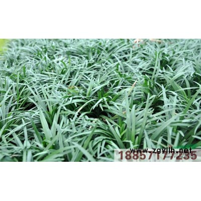 黄菖蒲行情报价\黄菖蒲图片展示