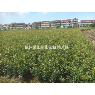 萧山基地桃叶珊瑚杯苗，洒金珊瑚杯苗，桃叶珊瑚大杯，萧山苗木