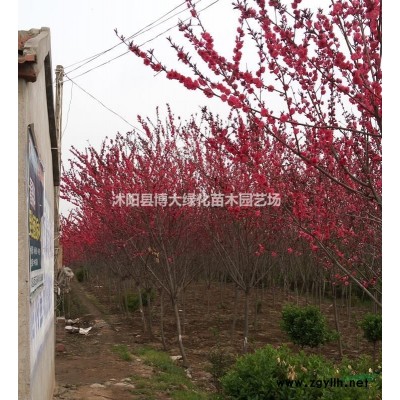 出售黄菖蒲，黄菖蒲价格，水生植物
