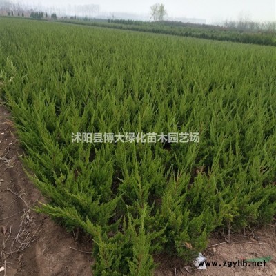 出售美人梅 美人梅树苗价格 美人梅小苗产地 规格*