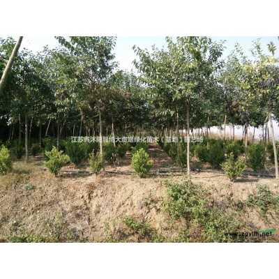 胶东卫矛，45公分胶东卫矛价格，规格*，基地直销