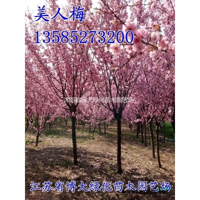 供应赤枫3-10公分，赤枫小苗，规格*，树形优美，基地直销