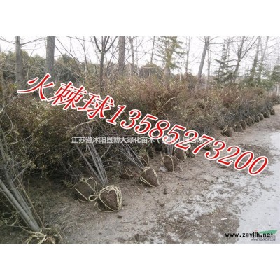 供应黄金槐小苗高度100-150公分，金枝槐小苗，黄槐小苗
