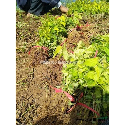 供应金叶水腊高度40-50公分，金叶水腊苗价格，绿化苗木价格