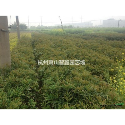 萧山八角金盘，八角金盘扦插种苗