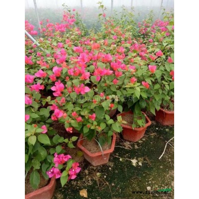 粉花三角梅  高度1米 价格100