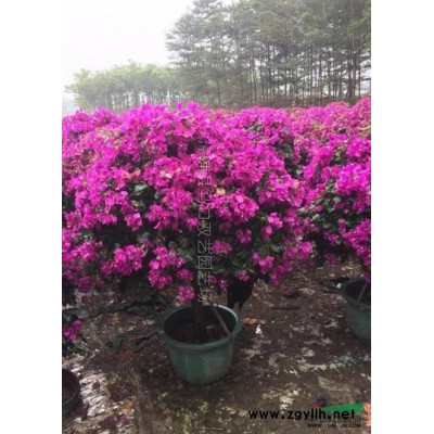 三角梅小苗批发  多色三角梅场地批发 量大价优价格0.9