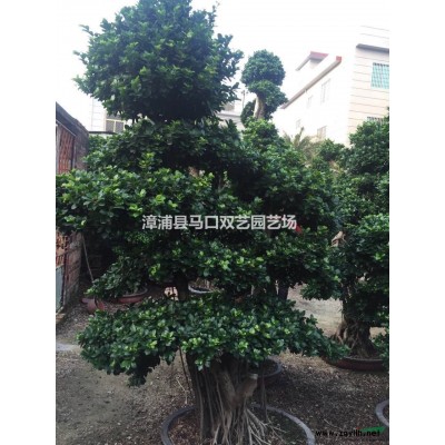 紫色三角梅桩景1，高度2.5米.冠1.5米，头径10公分，价格700元报价/福建紫色三角梅桩景1，高度2.5米.冠1.5米，头径10公分，价格700元报价