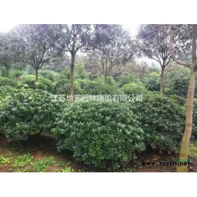 地艺苗圃大量供应红叶桃 红叶桃基地 江苏红叶桃价格
