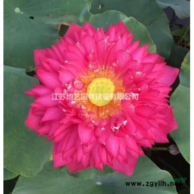 江苏桂花价格 江苏四季桂价格 江苏丹桂价格 江苏金桂价格