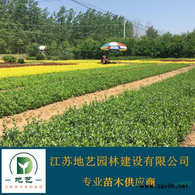常年供应地径(米径)3公分、6公分、8公分、25公分油松