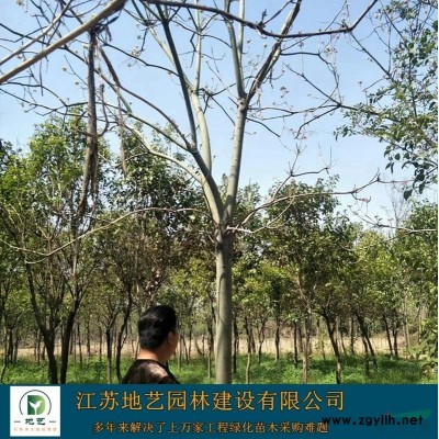 瓜子黄杨球基地、瓜子黄杨球产地、江苏地艺园林瓜子黄杨球