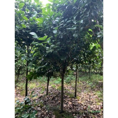 杜鹃小苗优质湖南杜鹃小苗大量批发湖南茶花价格白菜价供应
