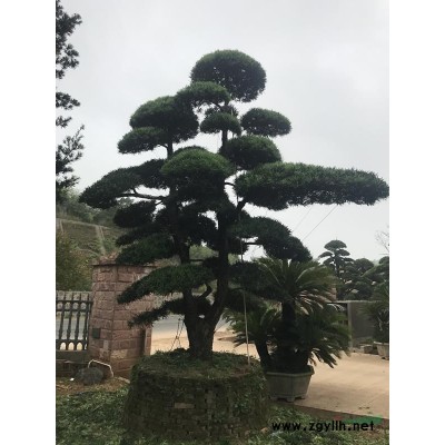 精巧别致的造型苗木罗汉松8公分造型罗汉松10公分造型罗汉松