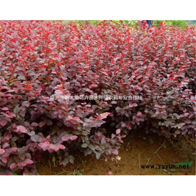 地径12公分造型罗汉松报价、湖南造型罗汉松的造型特性