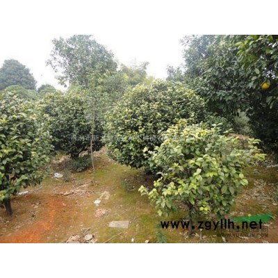 新大地供应一批可塑造型*强的10-15公分毛胚罗汉松图片价格