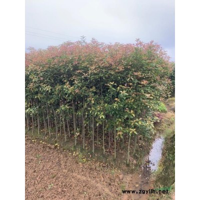 盆景造型红花继木，湖南盆景造型红花继木