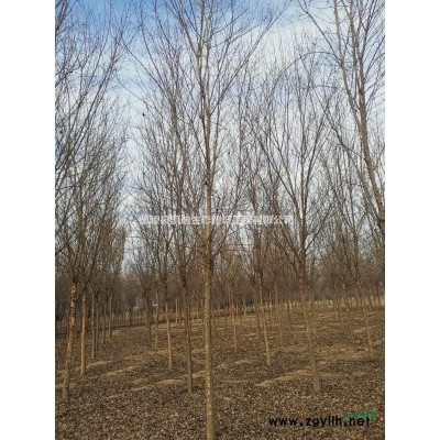 丛生石榴   石榴树