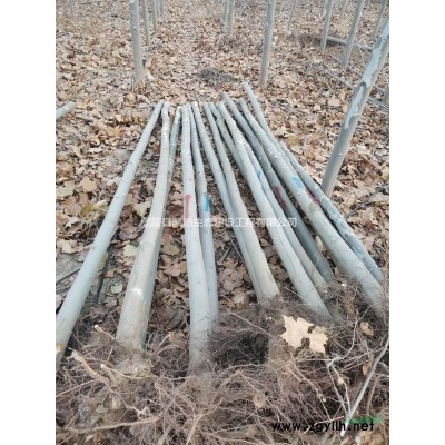 迎春   迎春杯苗