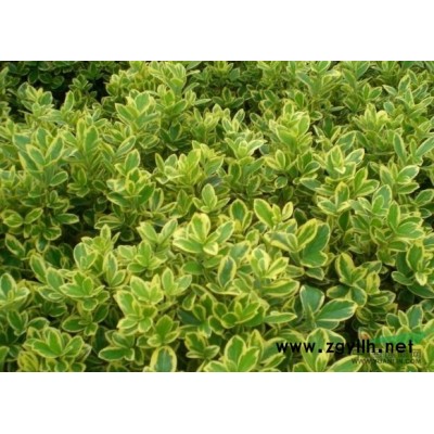 狭叶十大功劳、华南十大功劳、刺黄檗、刺黄柏、土黄柏