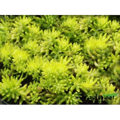 各种水生植物 细叶芒，斑叶芒，晨光芒，五节芒，花叶芒