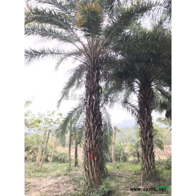 老人葵（华棕）1杆高3米，价格600元报价/福建老人葵（华棕）1杆高3米，价格600元报价