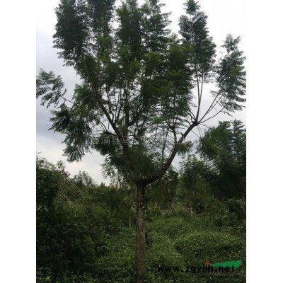 福建加拿利海枣优惠供应，漳州加拿利海枣量大优惠