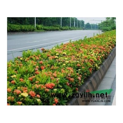 加拿利海枣4，杆高1米，加拿利海枣价格优惠