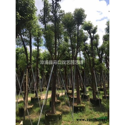 加拿利海枣杆高2米价格6000，基地直销