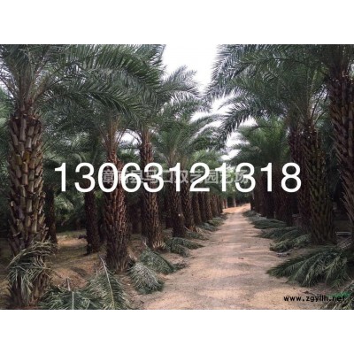 福建加拿利海枣价格优惠