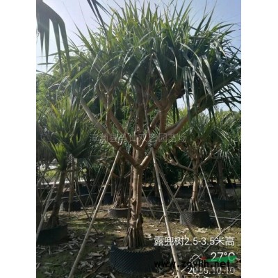 福建蜘蛛兰幼苗4