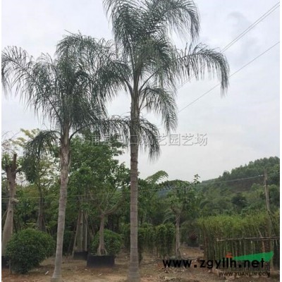 散尾葵3供应/散尾葵3图片