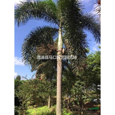 福建三角梅（红色）2介绍