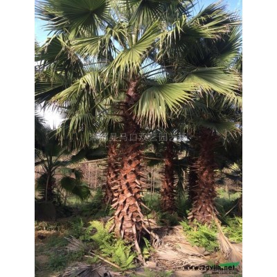 福建龙血树信息