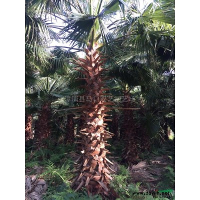 福建蓝花楹2信息