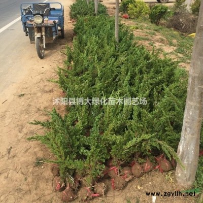 供应草坪-草种，果岭草草坪，马尼拉草坪，四季青草坪，百慕达草