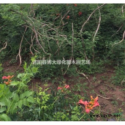 龙柏种植基地 批发直销小龙柏绿篱苗 龙柏价格 货源充足