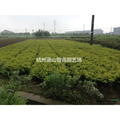金森女贞色快苗