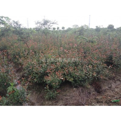 大叶黄杨扦插苗，浙江大叶黄杨小苗