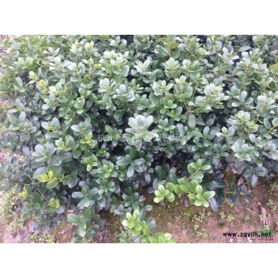 无刺枸骨色块苗，萧山无刺枸骨小苗