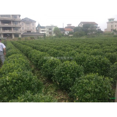 金边黄杨色块苗，浙江金边黄杨基地小苗