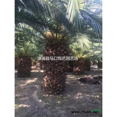 小叶榕桩景（高度70，高度5米5，价格5800）