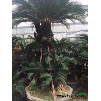 福建中东海枣5米杆高2，价格1500元