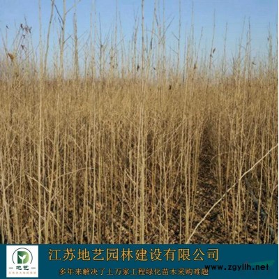 基地直销广玉兰价格 广玉兰照片 江苏广玉兰产地