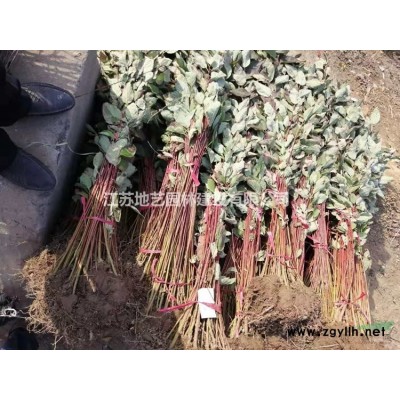 地艺苗圃大量供应构树 江苏构树基地 构树图片