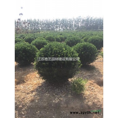 江苏垂柳价格 江苏青皮柳价格 江苏地艺园林苗圃