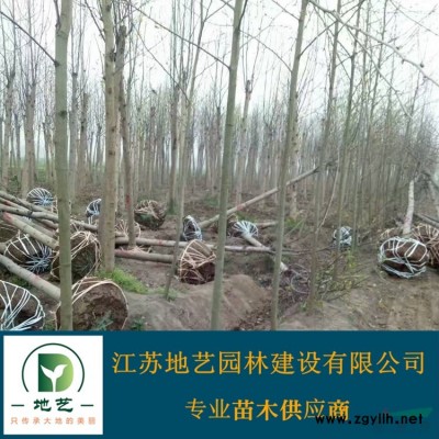 供应藤本蔷薇价格 江苏地艺园林苗圃基地 江苏藤本蔷薇 爬墙梅