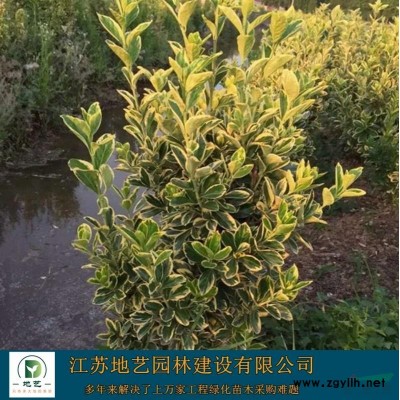 地艺苗圃大量供应龙柏球 龙柏球基地 龙柏球价格
